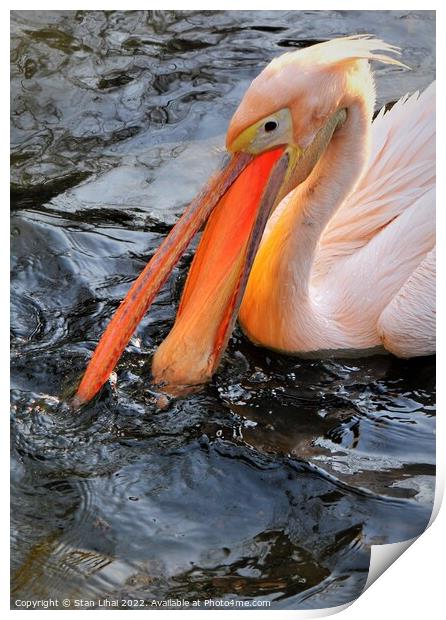 Pink pelican  Print by Stan Lihai