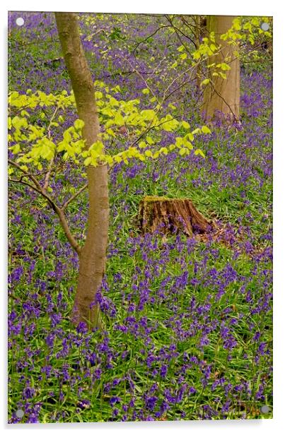 Carpet of Woodland Bluebells Acrylic by Martyn Arnold