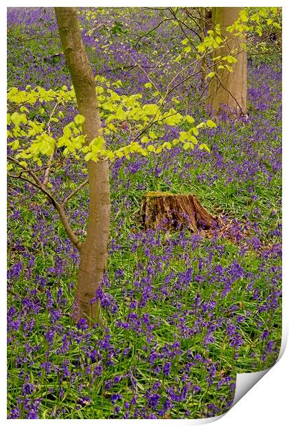 Carpet of Woodland Bluebells Print by Martyn Arnold