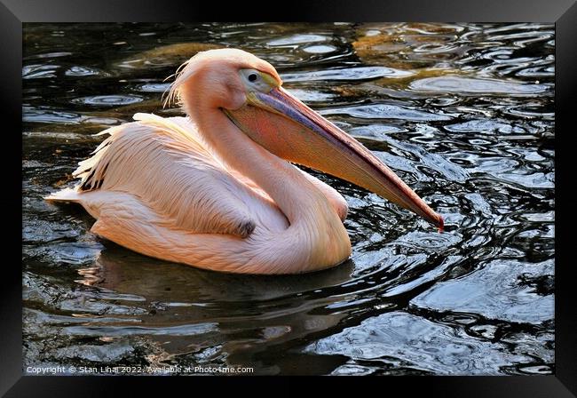 Pink pelican Framed Print by Stan Lihai