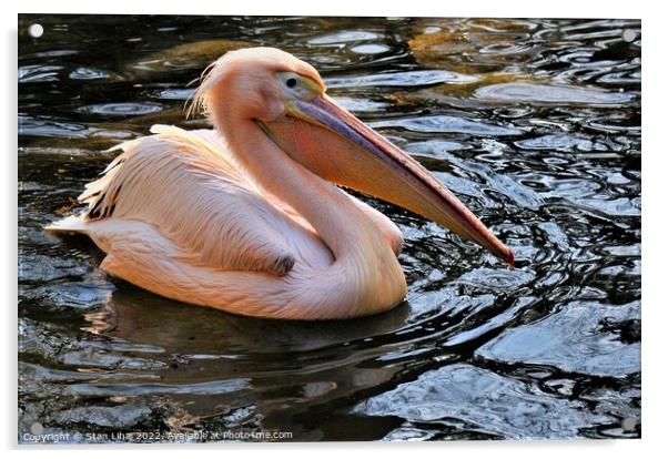 Pink pelican Acrylic by Stan Lihai