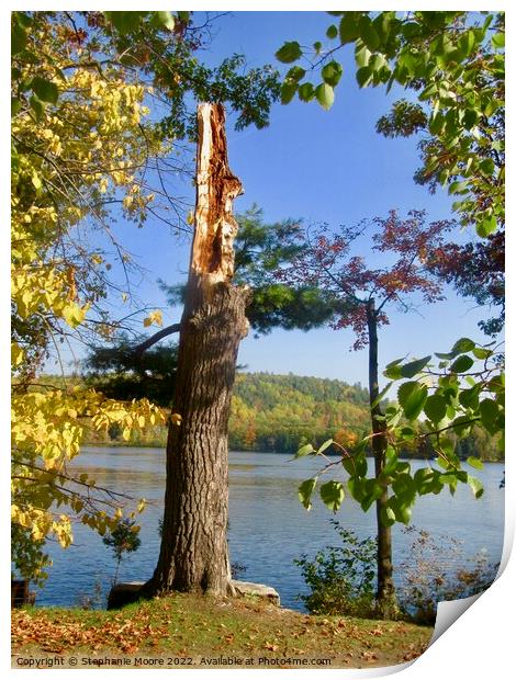 Broken Tree Print by Stephanie Moore