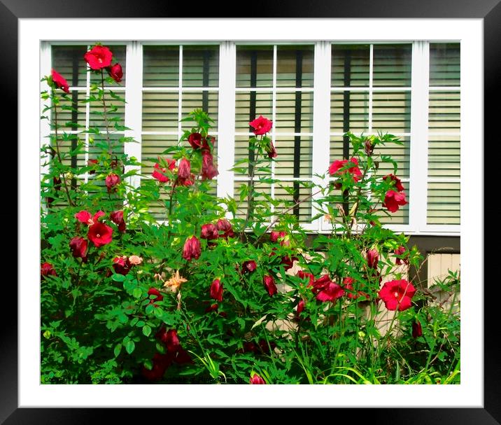 Window with roses Framed Mounted Print by Stephanie Moore