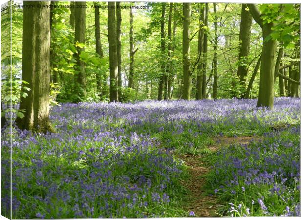 Springtime bluebells with rays of sunshine. Canvas Print by Andrew Heaps