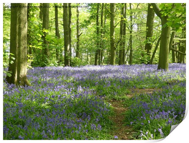 Springtime bluebells with rays of sunshine. Print by Andrew Heaps