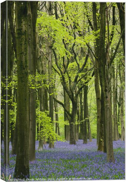 ~Bluebell Woodland Canvas Print by Simon Johnson