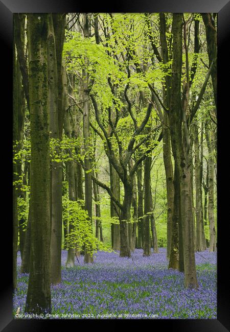 ~Bluebell Woodland Framed Print by Simon Johnson