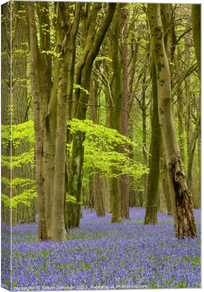 Bluebell Woods Canvas Print by Simon Johnson