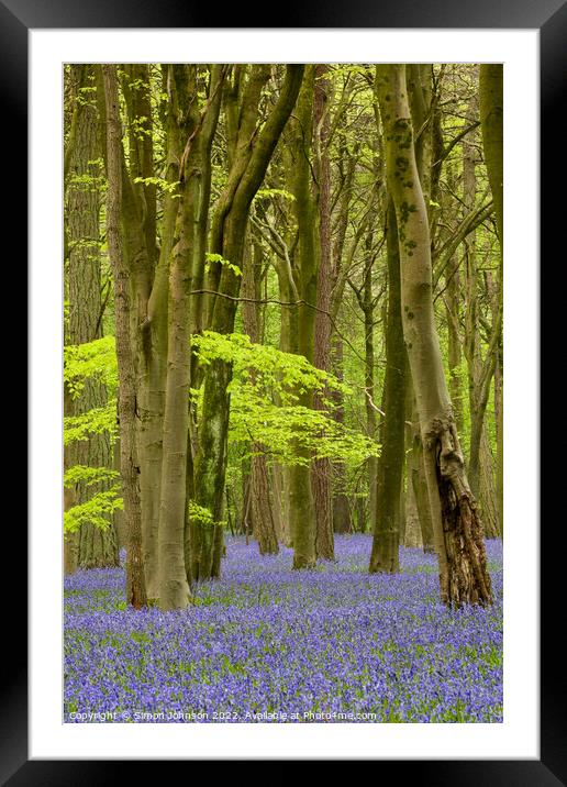 Bluebell Woods Framed Mounted Print by Simon Johnson