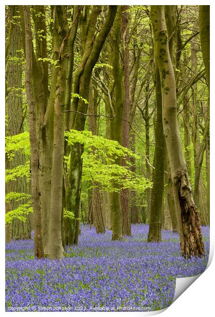 Bluebell Woods Print by Simon Johnson