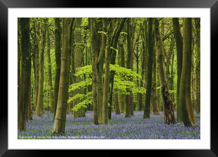 bluebell woodland Framed Mounted Print by Simon Johnson