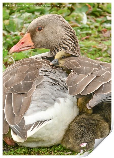 Under her wing  Print by Aimie Burley