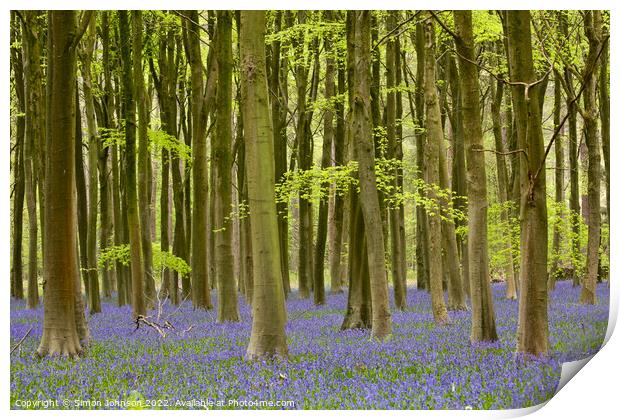 Bluebell Woodland Print by Simon Johnson