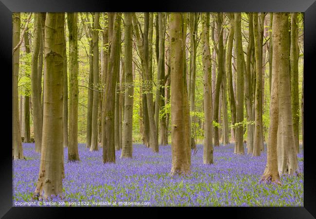 Plant tree Framed Print by Simon Johnson