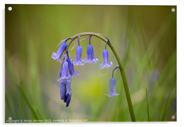 Bluebell flower Acrylic by Simon Johnson