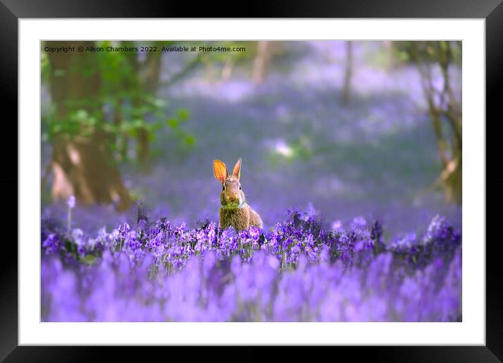 Woodland Rabbit  Framed Mounted Print by Alison Chambers