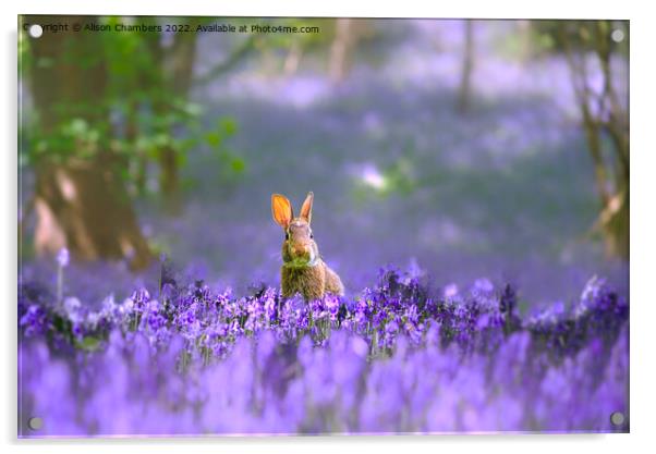 Woodland Rabbit  Acrylic by Alison Chambers