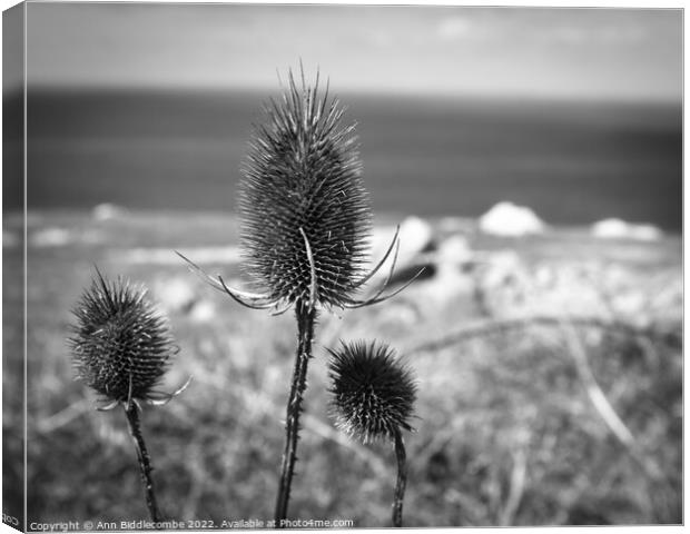 Thistles on the cliff Canvas Print by Ann Biddlecombe