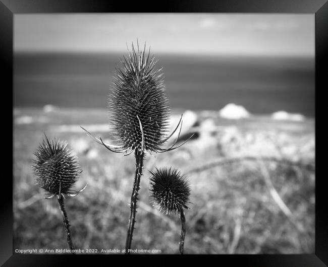 Thistles on the cliff Framed Print by Ann Biddlecombe