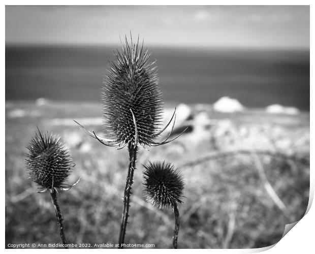 Thistles on the cliff Print by Ann Biddlecombe