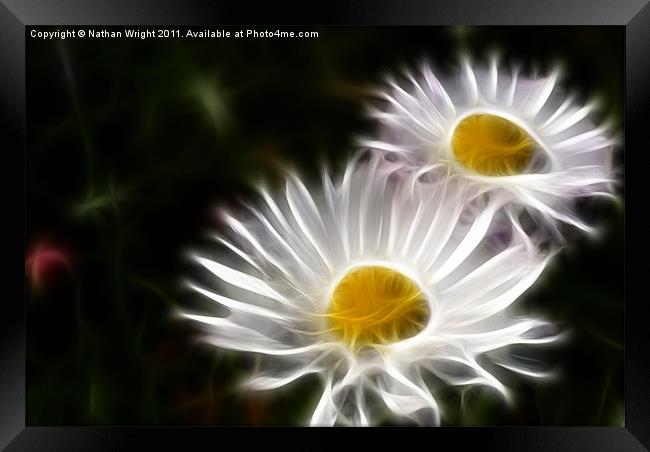 Two daisys Framed Print by Nathan Wright