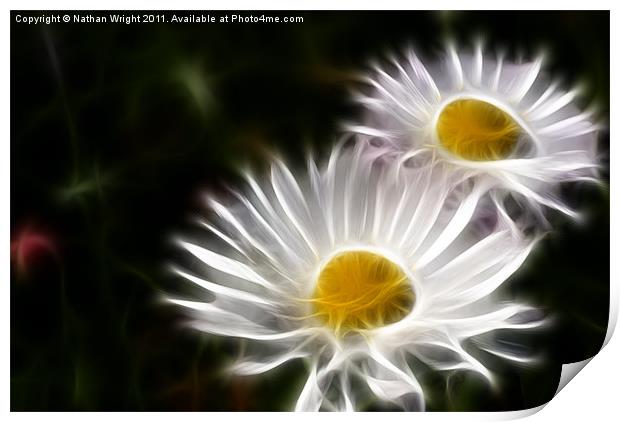 Two daisys Print by Nathan Wright