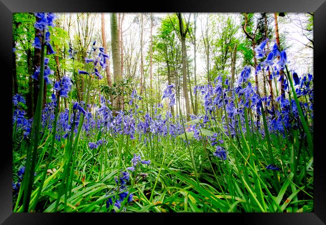 Bluebells Framed Print by Picture Wizard