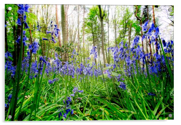 Bluebells Acrylic by Picture Wizard