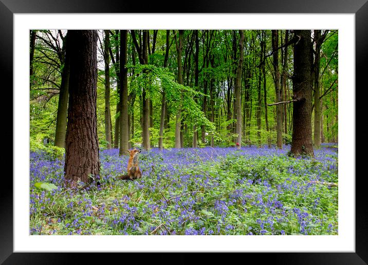 Fox And The Bluebells Framed Mounted Print by Picture Wizard