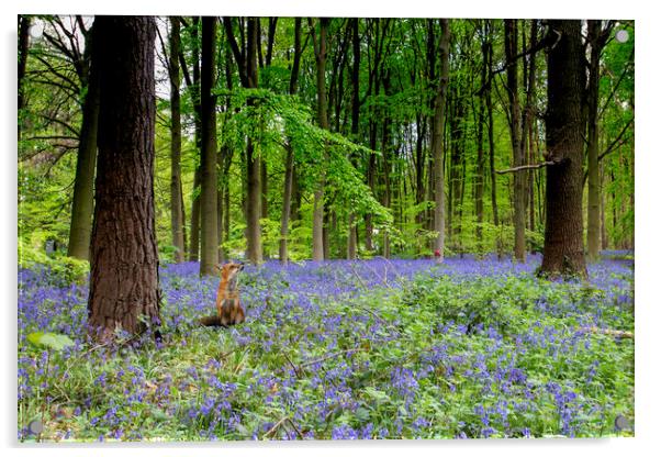 Fox And The Bluebells Acrylic by Picture Wizard
