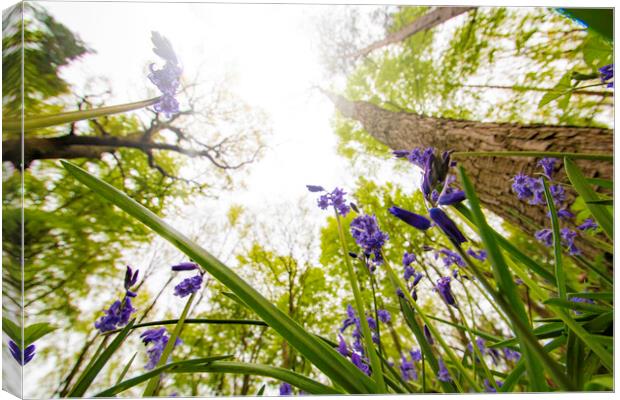 Down In The Bluebells Canvas Print by Picture Wizard