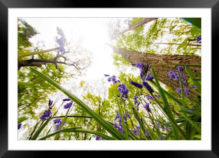 Down In The Bluebells Framed Mounted Print by Picture Wizard