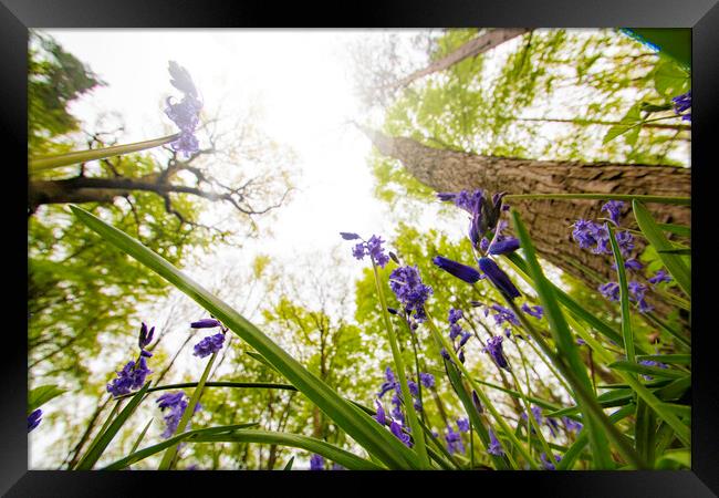 Down In The Bluebells Framed Print by Picture Wizard