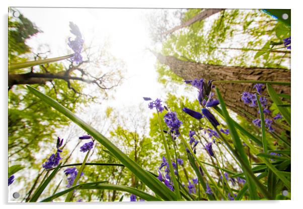 Down In The Bluebells Acrylic by Picture Wizard