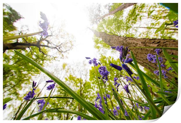 Down In The Bluebells Print by Picture Wizard