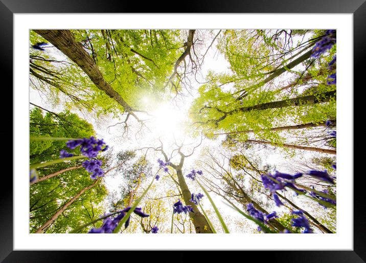 Bluebells In The Wood Framed Mounted Print by Picture Wizard