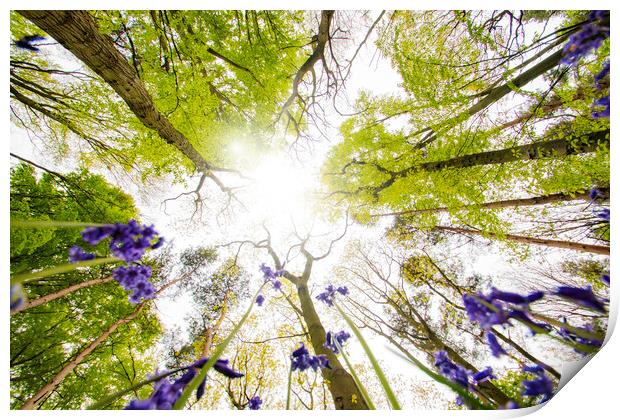 Bluebells In The Wood Print by Picture Wizard