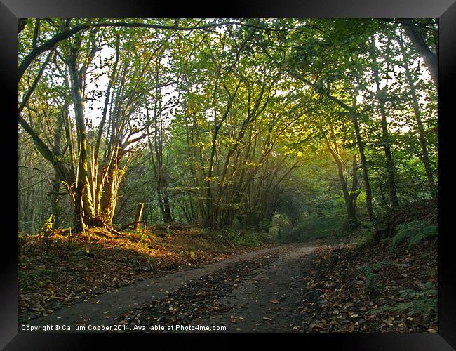 Morning Sun Lane Framed Print by Callum Cooper