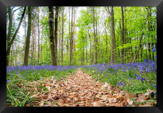 Bluebell Walk Framed Print by Picture Wizard