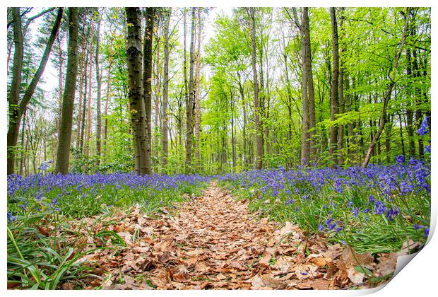 Bluebell Walk Print by Picture Wizard