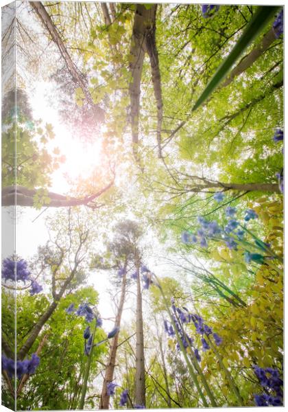 Dreamy Bluebells Canvas Print by Picture Wizard