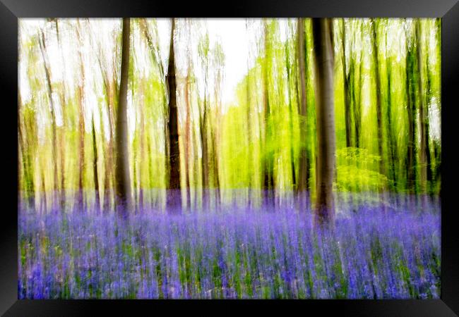 Bluebell Abstract Framed Print by Picture Wizard