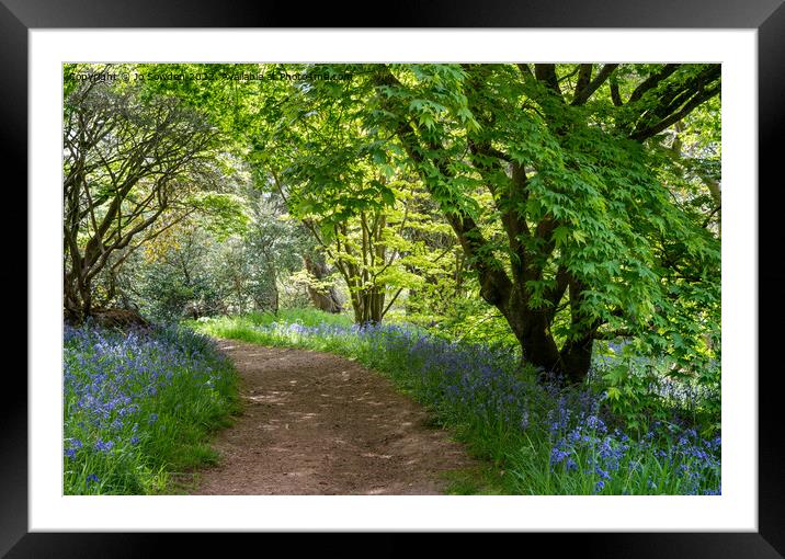 Wandering through the bluebells Framed Mounted Print by Jo Sowden