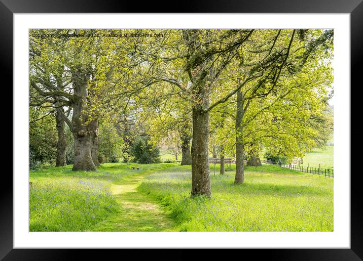 Meandering path, through the bluebells Framed Mounted Print by Jo Sowden
