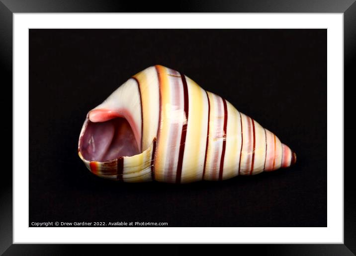 Seashell Framed Mounted Print by Drew Gardner