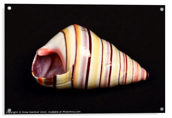 Seashell Acrylic by Drew Gardner