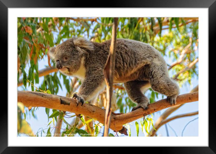Koala walking on a branch - Cowes Framed Mounted Print by Laszlo Konya