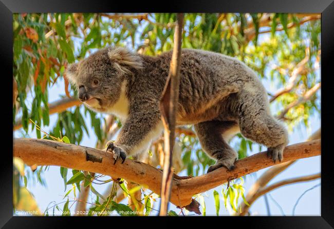 Koala walking on a branch - Cowes Framed Print by Laszlo Konya