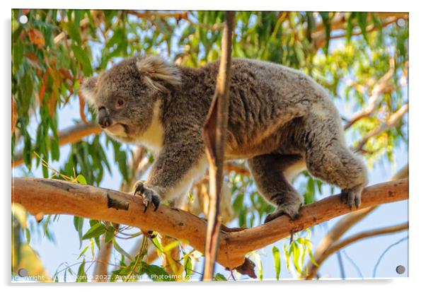 Koala walking on a branch - Cowes Acrylic by Laszlo Konya
