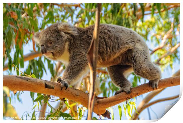 Koala walking on a branch - Cowes Print by Laszlo Konya